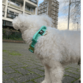 Load image into Gallery viewer, 2.5cm Elite Tactical Collar | Tri - Layered | Turquoise - Anubys - X Small -