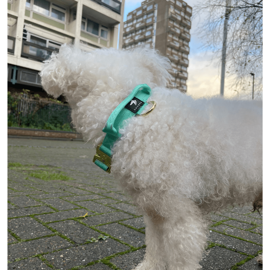 2.5cm Elite Tactical Collar | Tri - Layered | Turquoise - Anubys - X Small -