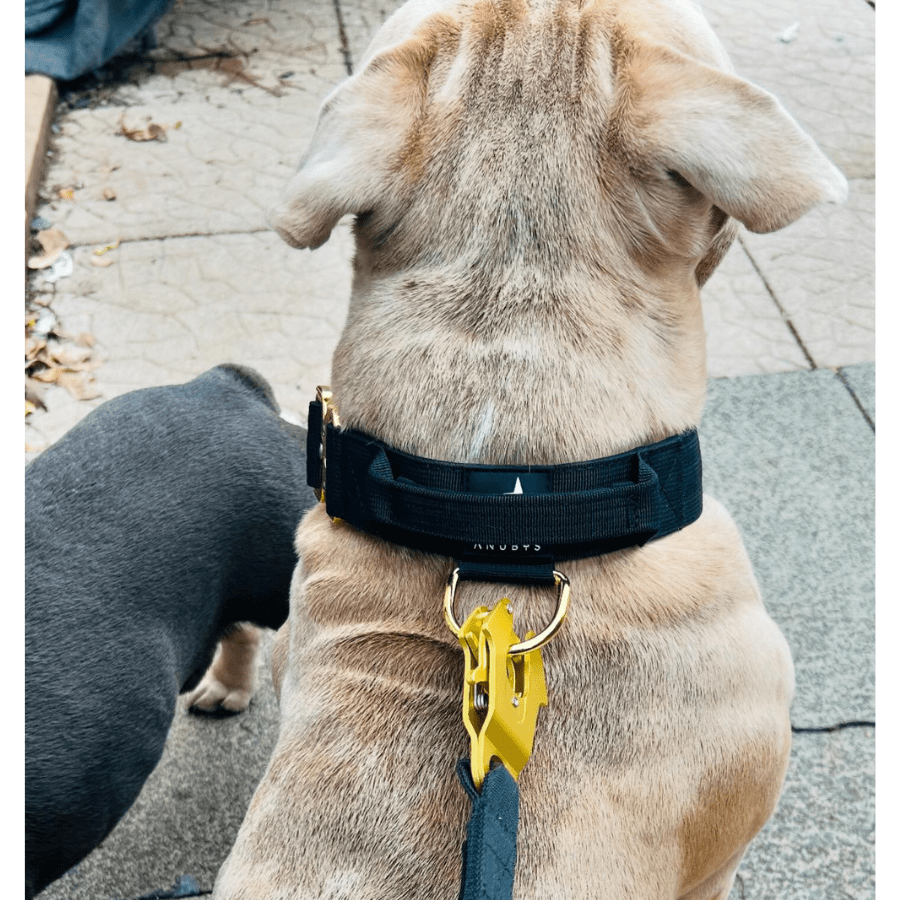 4cm Elite Tactical Collar | Tri - Layered | Black - Anubys - Small -