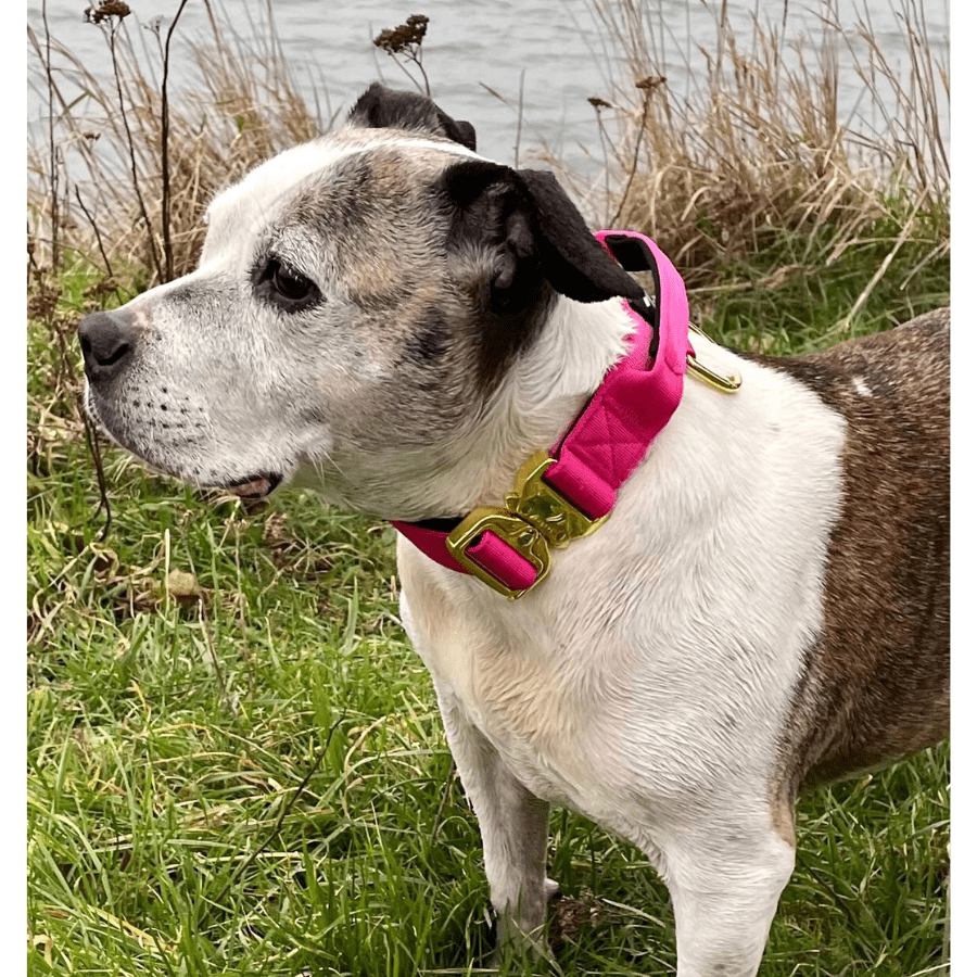4cm Elite Tactical Collar | Tri - Layered | Magenta - Anubys - Small -