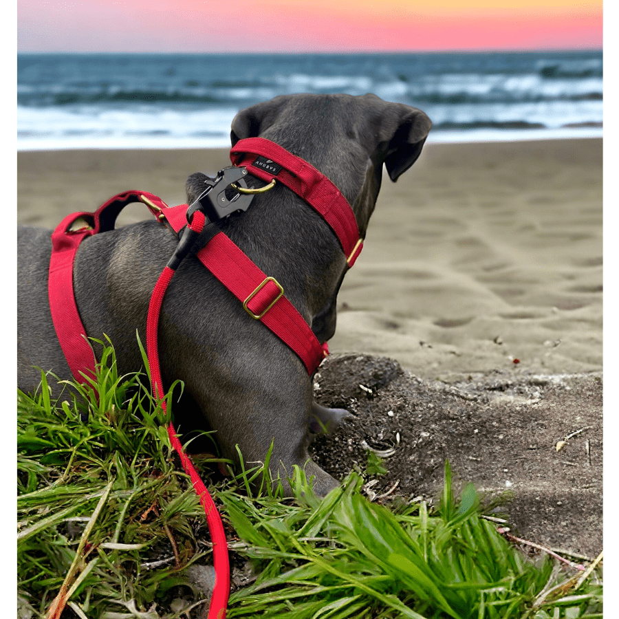 4cm Elite Tactical Collar | Tri - Layered | Red - Anubys - Small -