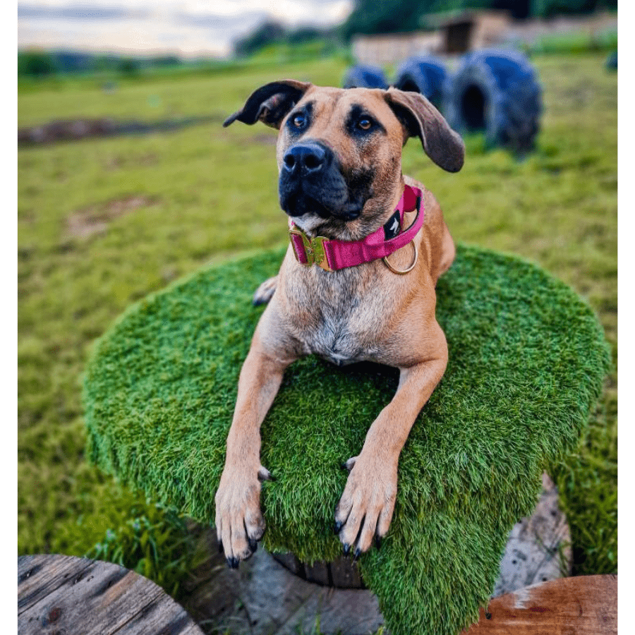 5cm Elite Tactical Collar | Tri - Layered | Magenta - Anubys - Small -