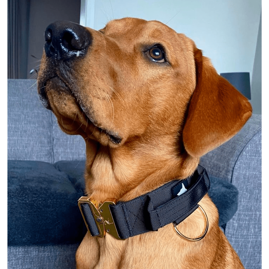 5cm Elite Tactical Collar | Tri - Layered | Navy - Anubys - Small -