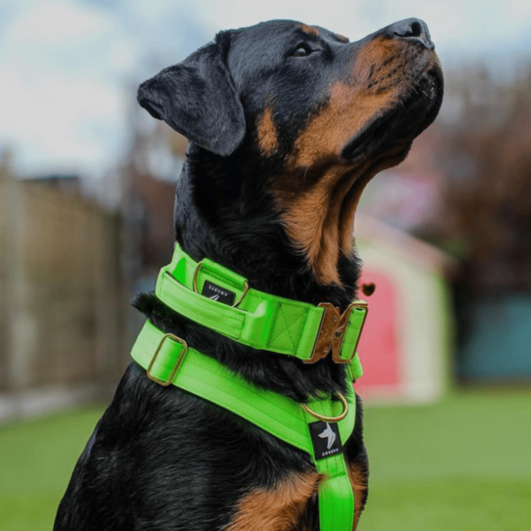5cm Elite Tactical Collar | Tri - Layered | Neon Green - Anubys - Small -