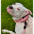 Load image into Gallery viewer, 5cm Elite Tactical Collar | Tri - Layered | Pink - Anubys - Small -