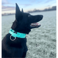 Load image into Gallery viewer, 5cm Elite Tactical Collar | Tri - Layered | Turquoise - Anubys - Small -