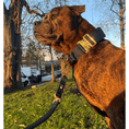 Load image into Gallery viewer, Tactical Leash | Military Grade | Navy - Anubys -