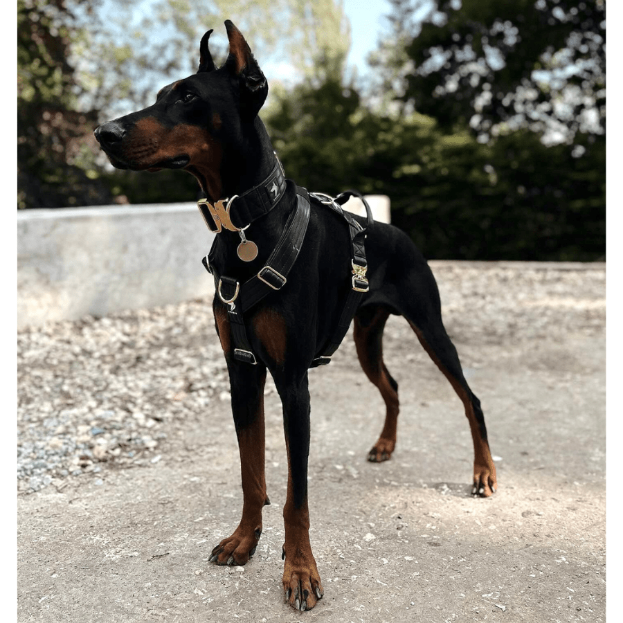 Vegan Leather Collar | Black - Anubys - Small -