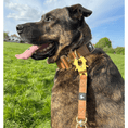 Load image into Gallery viewer, Vegan Leather Collar | Tan - Anubys - Small -