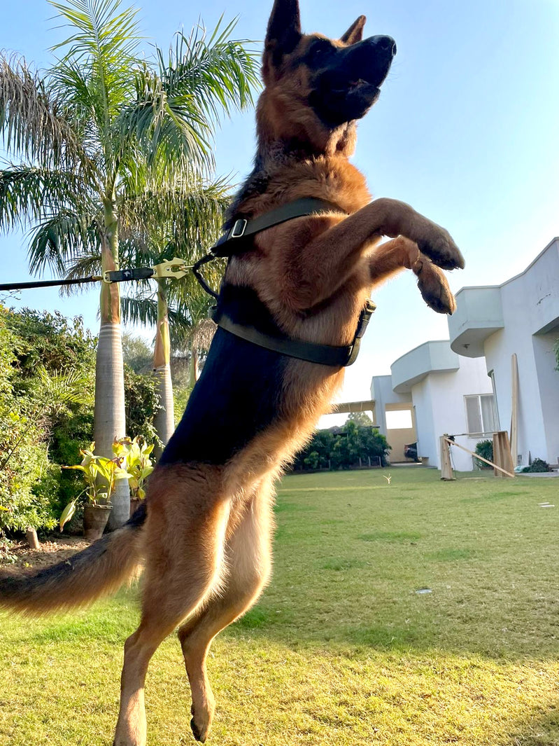 A Scientific Approach to Curb Dog Jumping - Anubys