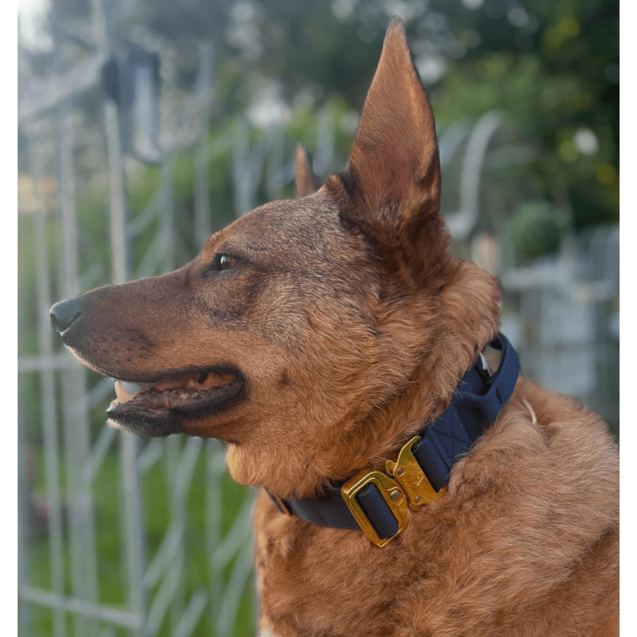 4cm Elite Tactical Collar | Tri - Layered | Navy - Anubys - Small - 