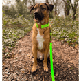 Load image into Gallery viewer, 4cm Elite Tactical Collar | Tri - Layered | Neon Green - Anubys - Small - 
