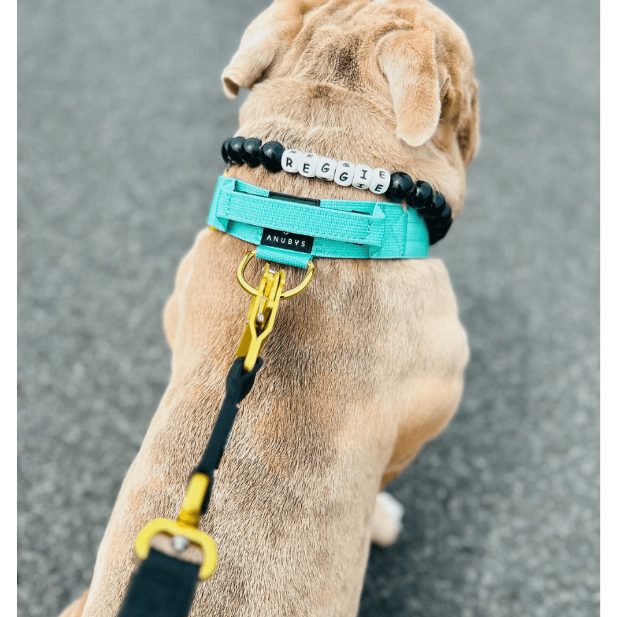 4cm Elite Tactical Collar | Tri - Layered | Turquoise - Anubys - Small - 