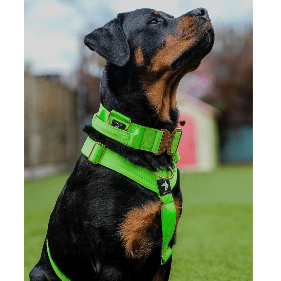 5cm Elite Tactical Collar | Tri - Layered | Neon Green - Anubys - Small - 