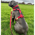 Load image into Gallery viewer, Tactical Harness | Anti - Pull Design | Red - Anubys - Small - Red - 
