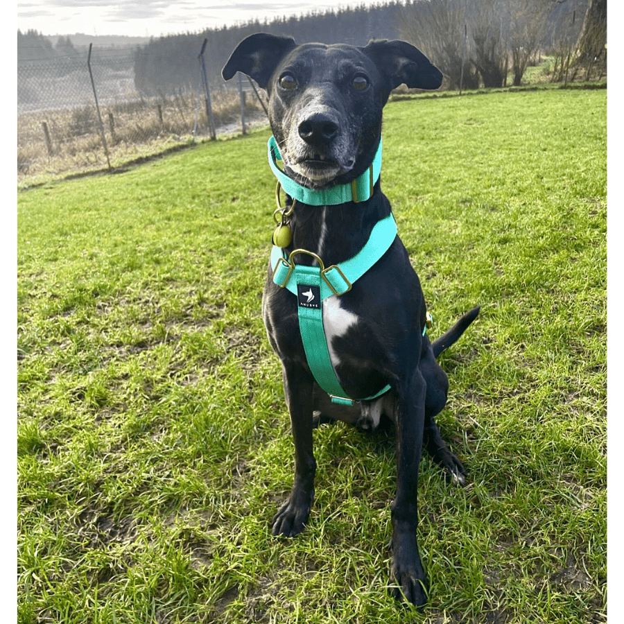 Tactical Lab Puppy Harness Rabbitgoo Tactical Dog Harness Pet No