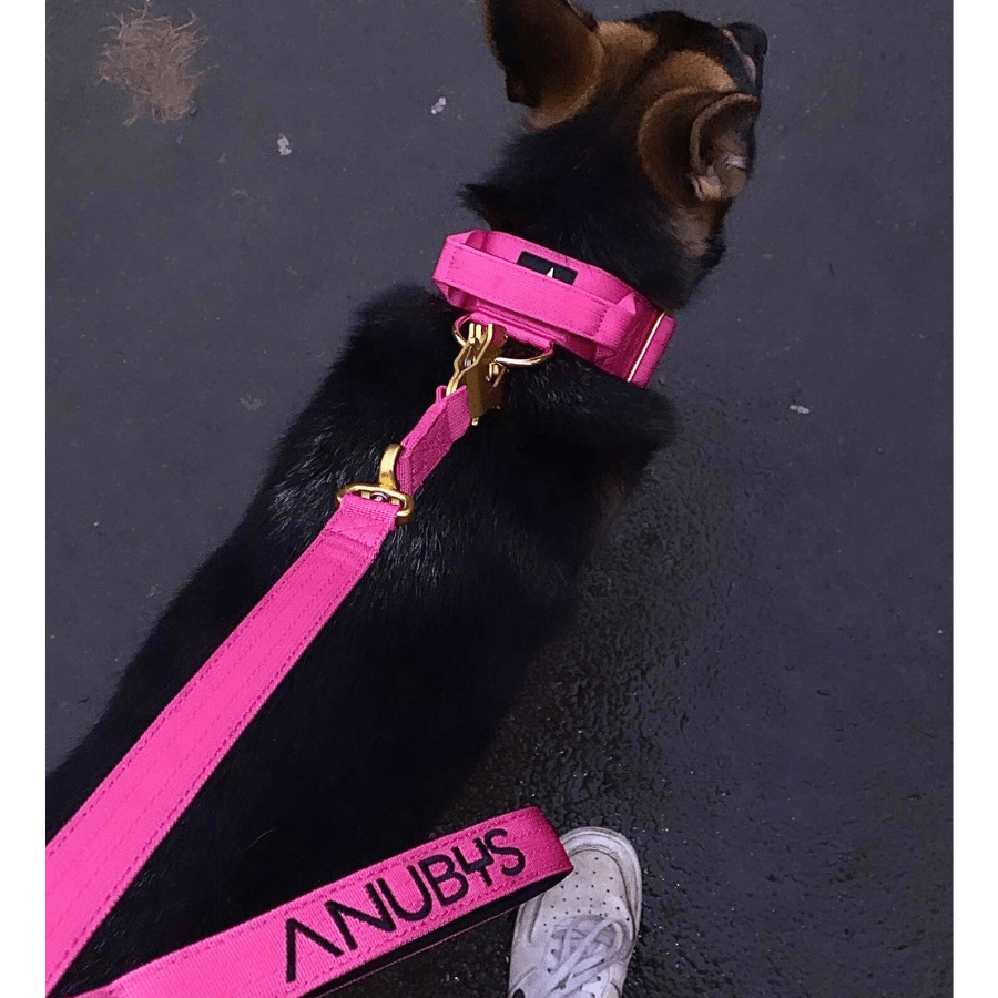 Tactical Leash | Military Grade | Magenta - Anubys - 