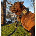 Load image into Gallery viewer, Tactical Leash | Military Grade | Navy - Anubys - 
