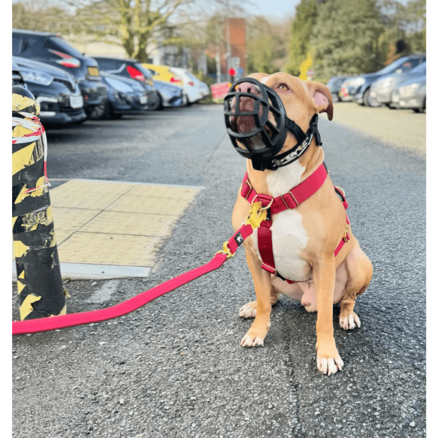 Tactical Leash | Military Grade | Red - Anubys - 