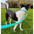 Load image into Gallery viewer, Tactical Leash | Military Grade | Turquoise - Anubys - 
