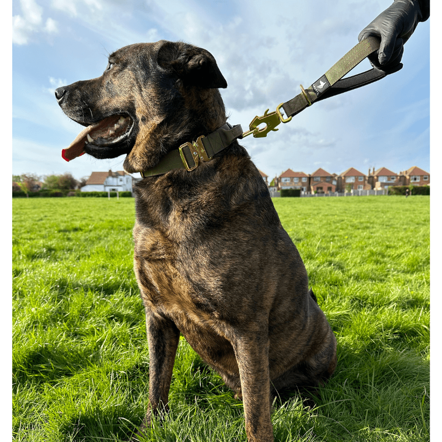 Tactical Short Leash | Total Control | Camo Green - Anubys - 