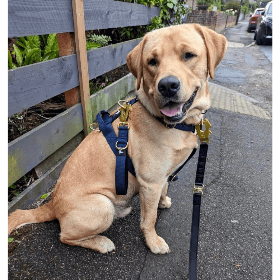 Tactical Short Leash | Total Control | Navy - Anubys - 